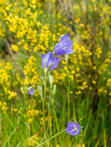 Campanule à feuilles de pêcher