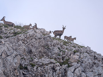 Bouquetins, étagnes et cabris