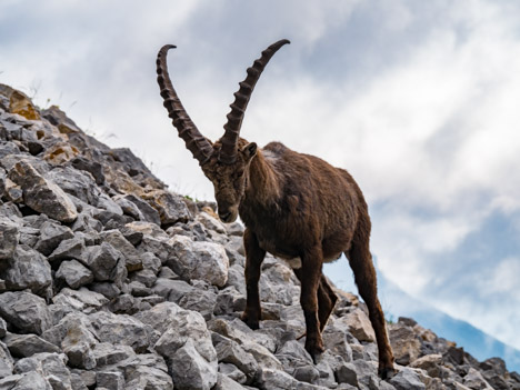 Bouquetin des Alpes