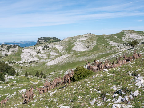 Bouquetins des Alpes en groupe