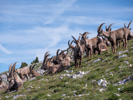 Bouquetins des Alpes