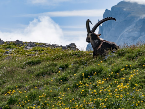 Bouquetin des Alpes