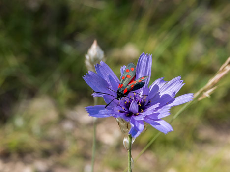 Catananche bleue et Zygène de la filipendule