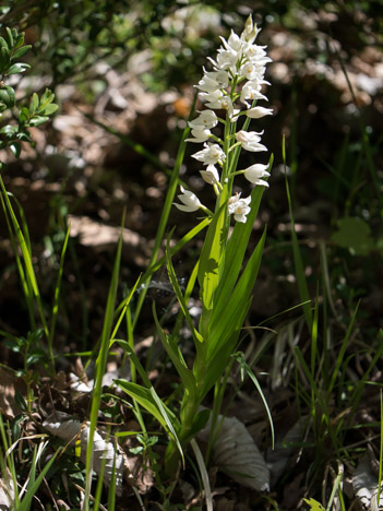 Céphalanthère à longues feuilles