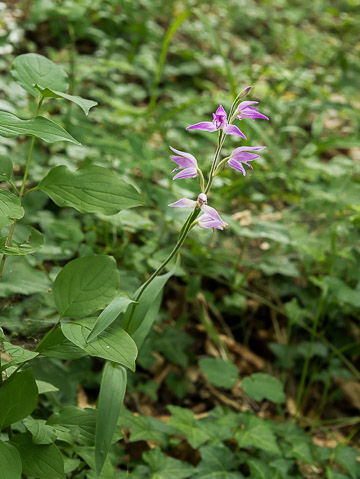 Céphalanthère rouge