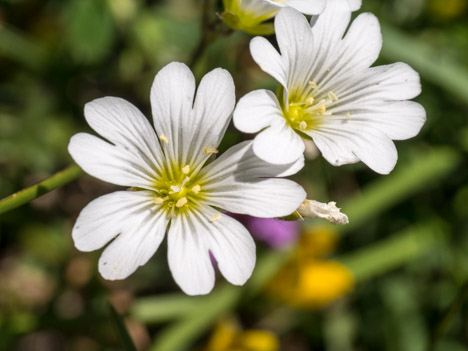 Céraiste des champs