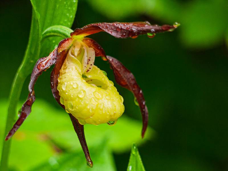 Rosée sur un Sabot de Vénus