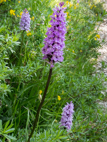 Orchis de fuchs