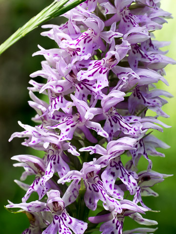 Orchis de Fuchs