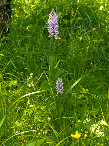 Orchis de Fuchs