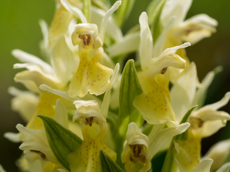 Dactylorhiza sambucina jaune