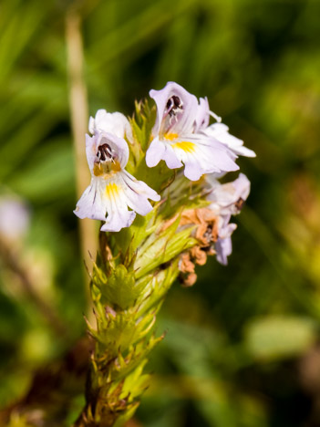 Euphraise officinale ou Casse-lunettes