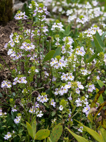 Euphraise officinale, Casse-lunettes