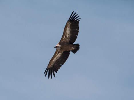 Vautour fauve