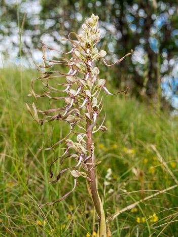 Orchis bouc