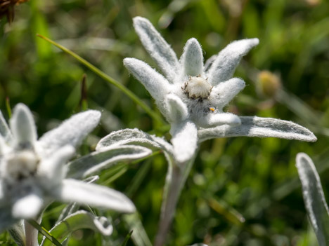 Edelweiss