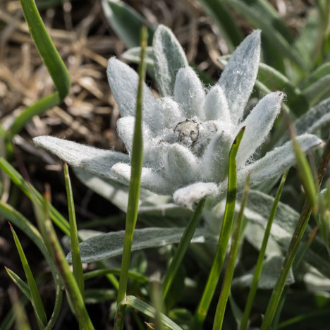 Edelweiss