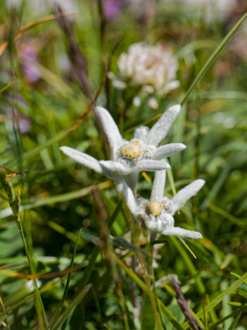 Edelweiss