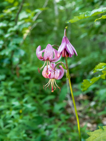 Fleurs de Lis Martagon