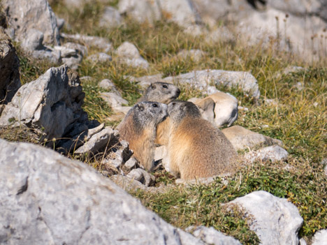 Bisous de marmotte