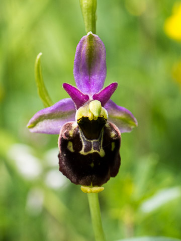 Ophrys abeille