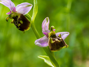 Ophrys abeille