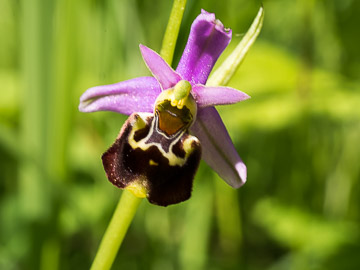 Ophrys Bourdon