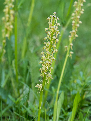 Orchis homme-pendu