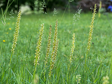 Orchis homme-pendu