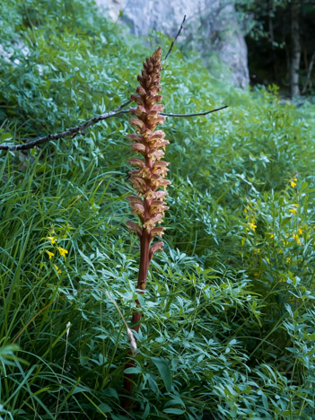 Orobanche