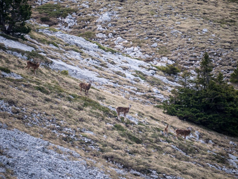 Mouflon femelle