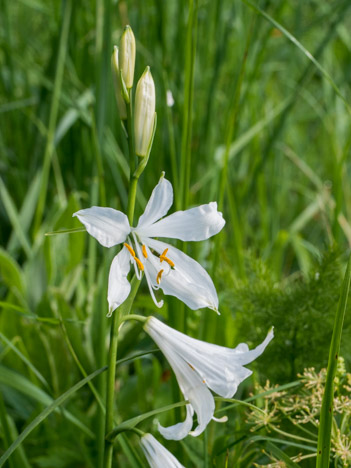 Lis de Saint-Bruno