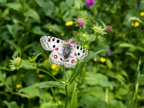 Apollon, Parnassius apollo