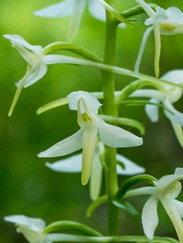 Orchis à deux feuilles