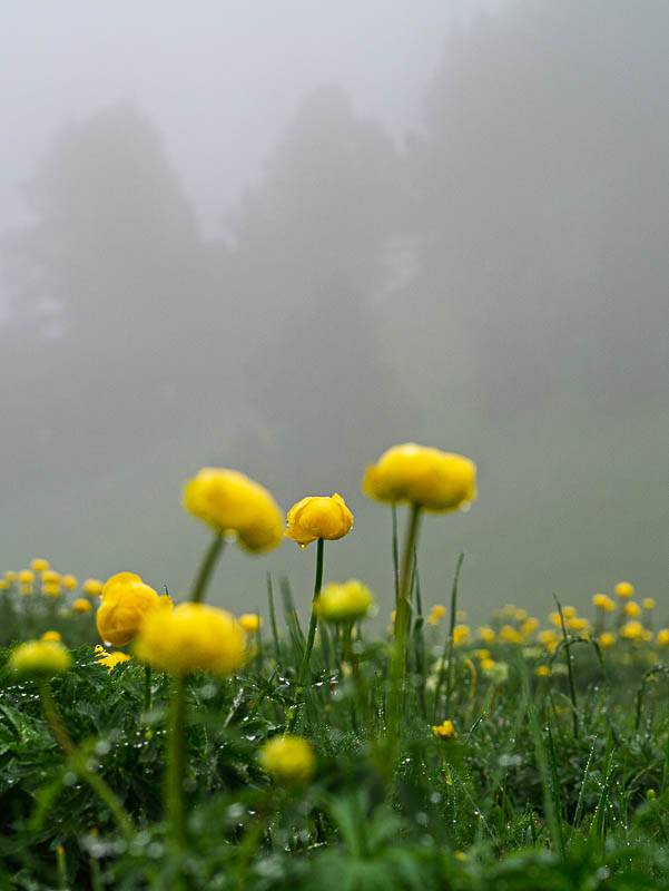 Trolle d'Europe, Trollius europaeus