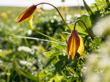 Tulipe australe
