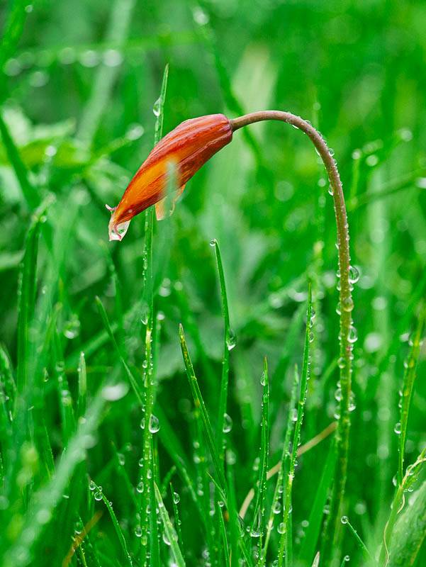 Tulipe méridionale ou australe, juin 2012