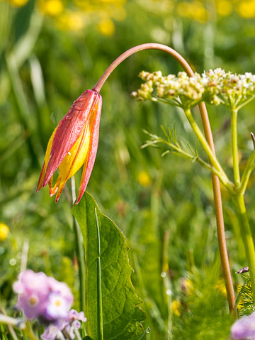 Tulipe australe