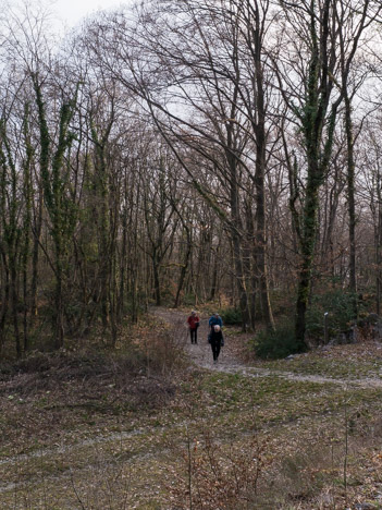 À travers le Bois des Vouillants