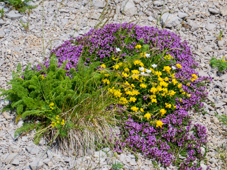 Coussin fleuri