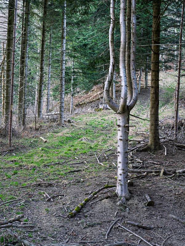 Sapin-chandelier sous les Rochers du Paillet