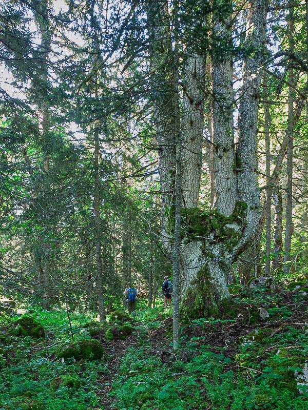 Arbre remarquable