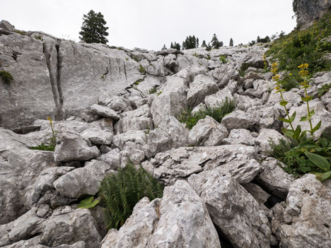 Talweg des Roches Rousses