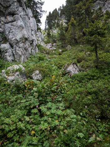 Talweg des Roches Rousses