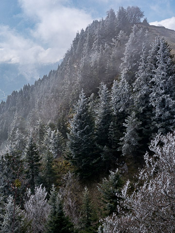 Arbres givrés