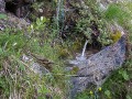 Source dans la Forêt de Mont-Dauphin